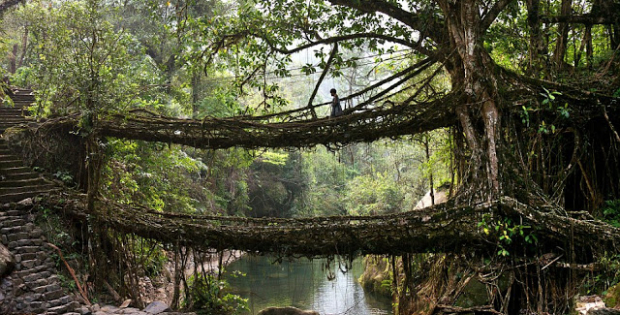 Amazing Bridges – Made Up With Live Root