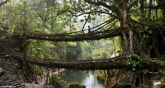 Amazing Bridges – Made Up With Live Root