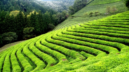 Darjeeling The land of the thunderbolt