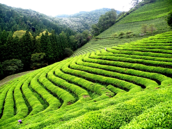 Darjeeling The land of the thunderbolt