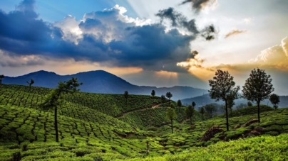 Traveller’s Delight Munnar