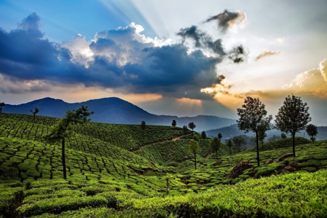 Traveller’s Delight Munnar