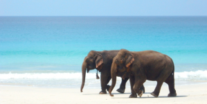 Andaman and Nicobar- Relish the most alluring beaches