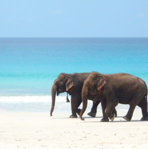 Andaman and Nicobar- Relish the most alluring beaches