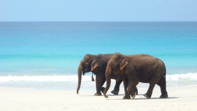 Andaman and Nicobar- Relish the most alluring beaches