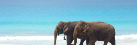 Andaman and Nicobar- Relish the most alluring beaches